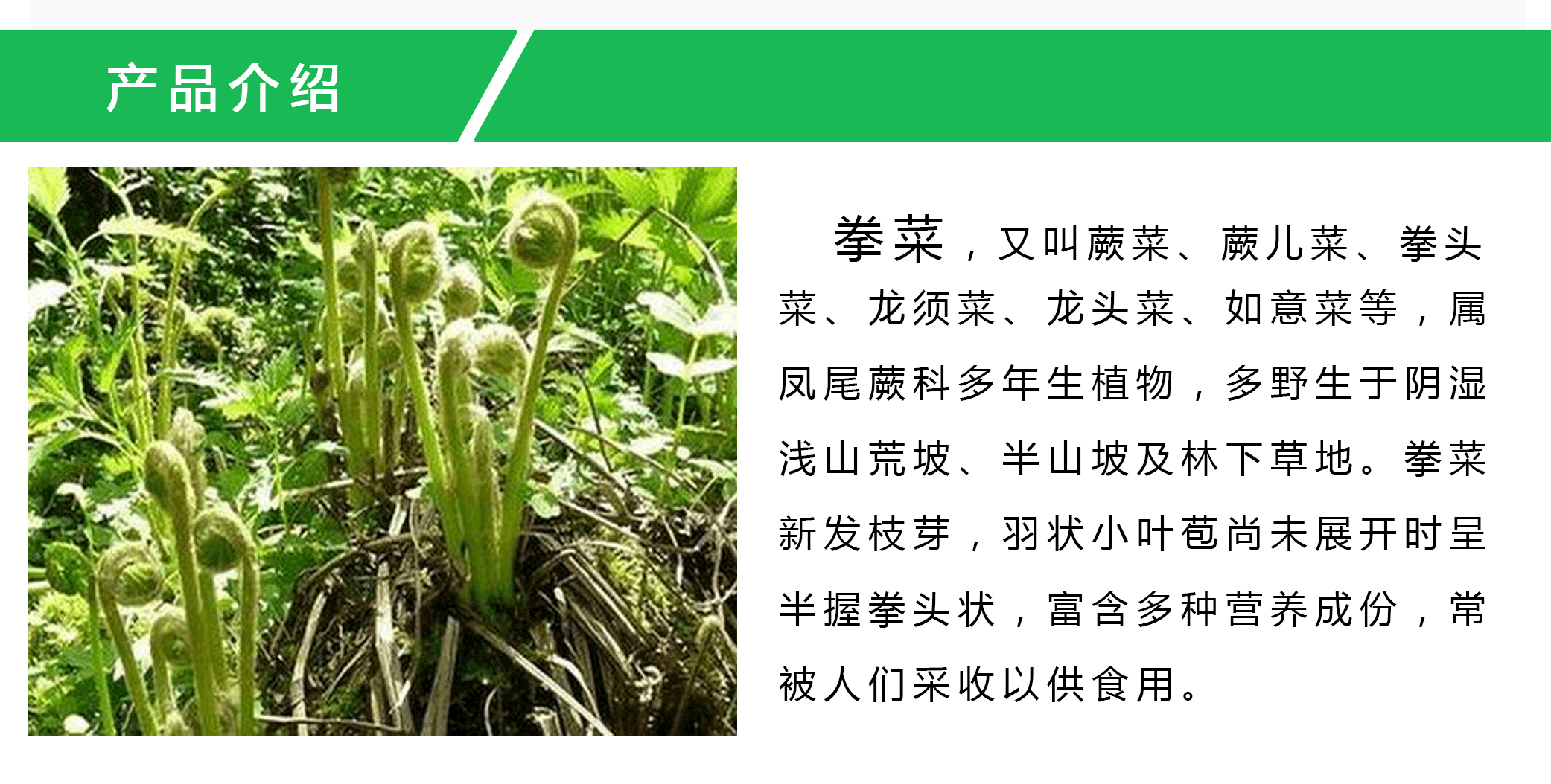 伏牛山野生山拳菜250g